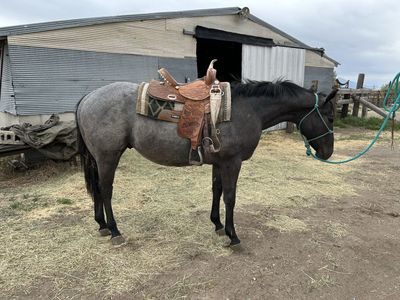 2024 AQHA Grey Gelding