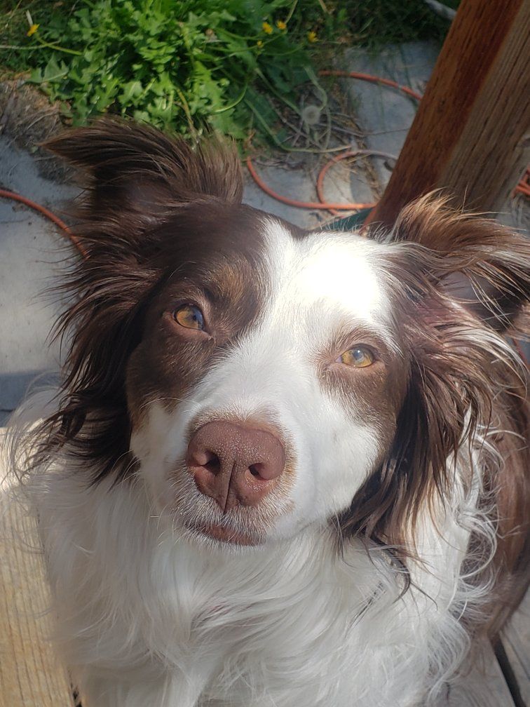 Aussie/Border Collie