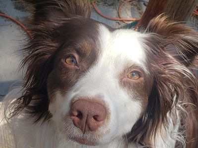 Aussie/Border Collie
