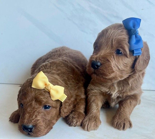 Exceptional Deep Red Mini Goldendoodle (F1B) Puppies