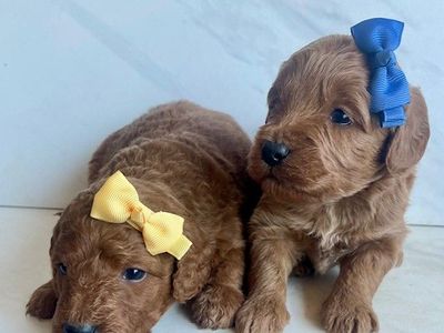 Exceptional Deep Red Mini Goldendoodle (F1B) Puppies