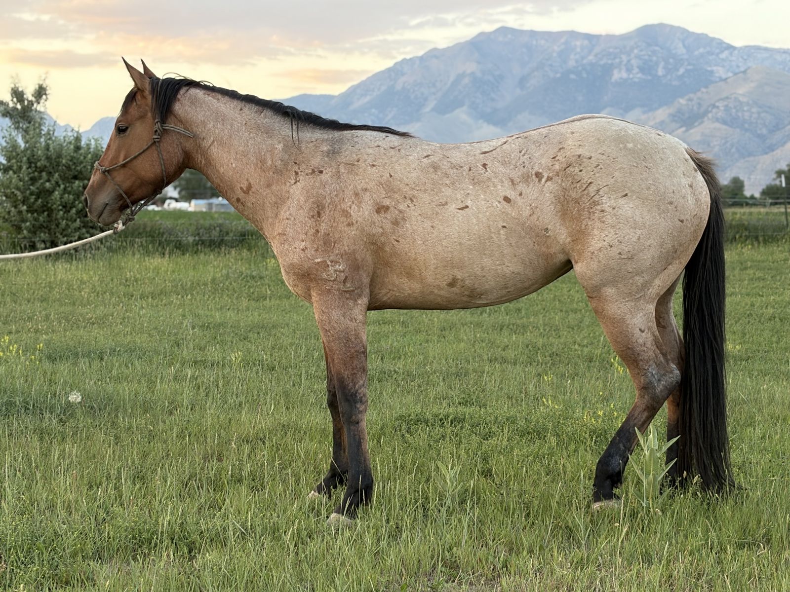 3 Y/o 1/4 Draft Filly