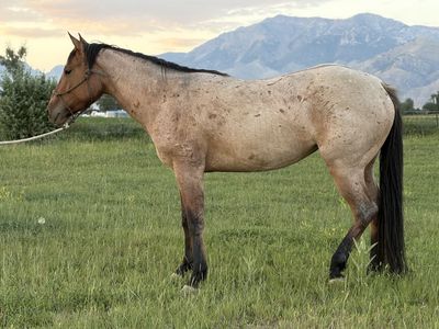 3 Y/o 1/4 Draft Filly
