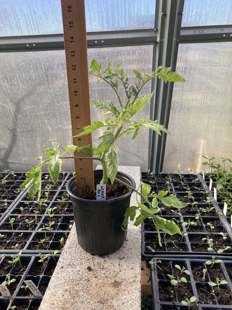 Established Tomato & Flower Baskets. Wheeler Farm