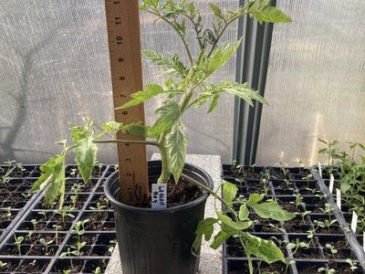 Established Tomato & Flower Baskets. Wheeler Farm