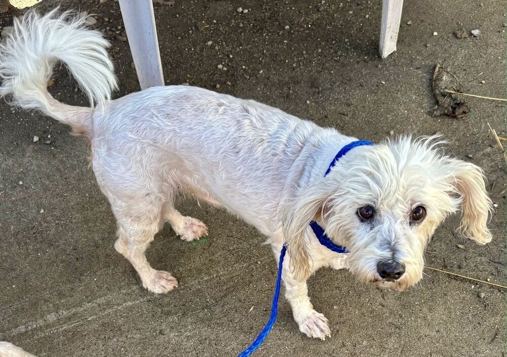 Peep (and Bloomer) Such the Ladies (poodles that is)