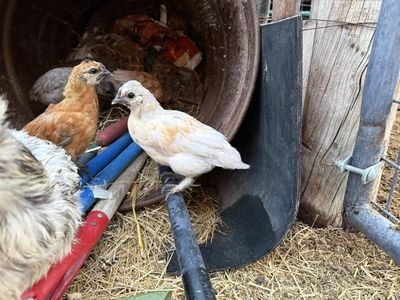 Young Silkie Chickens - free.