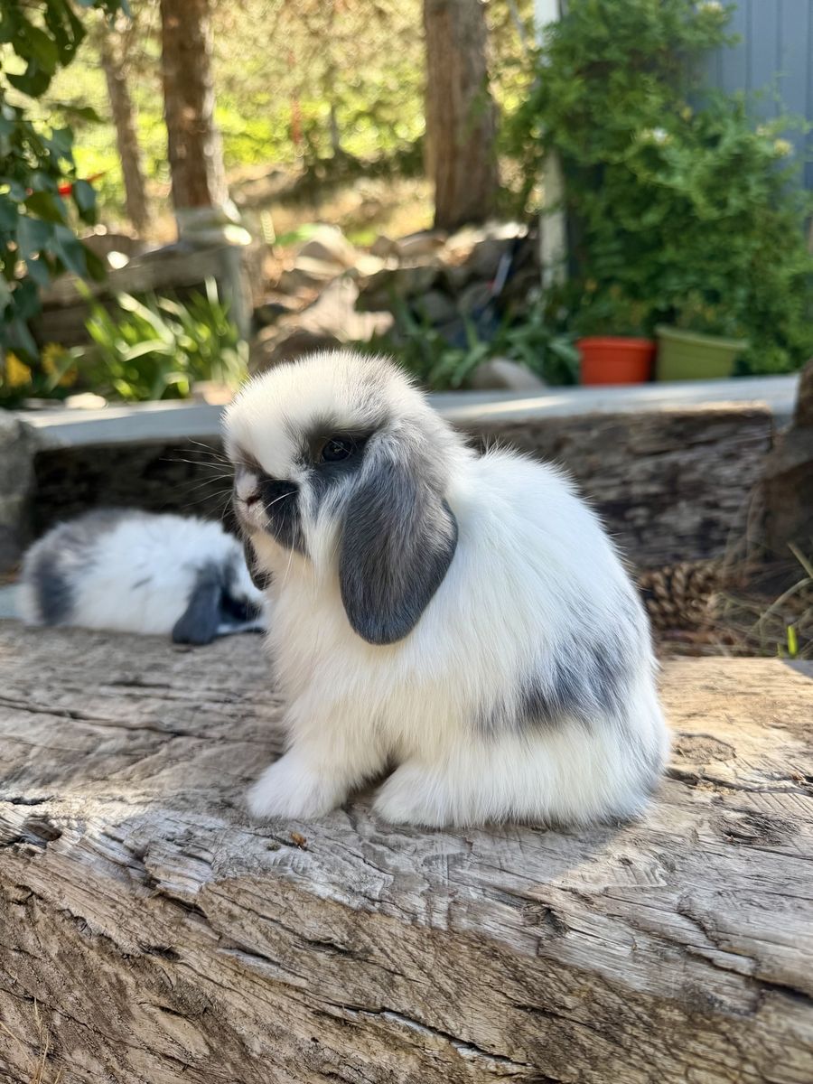 Beautiful Holland Lop Buck
