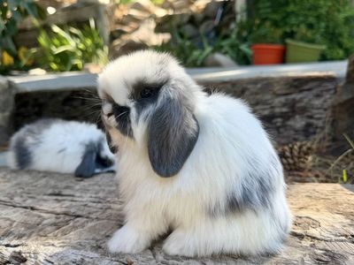 Beautiful Holland Lop Buck