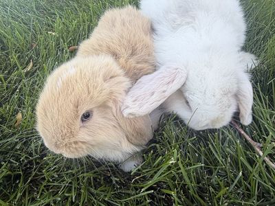 2 Bucks, Baby Blue eyed Purebred Holland Lop bunnies!