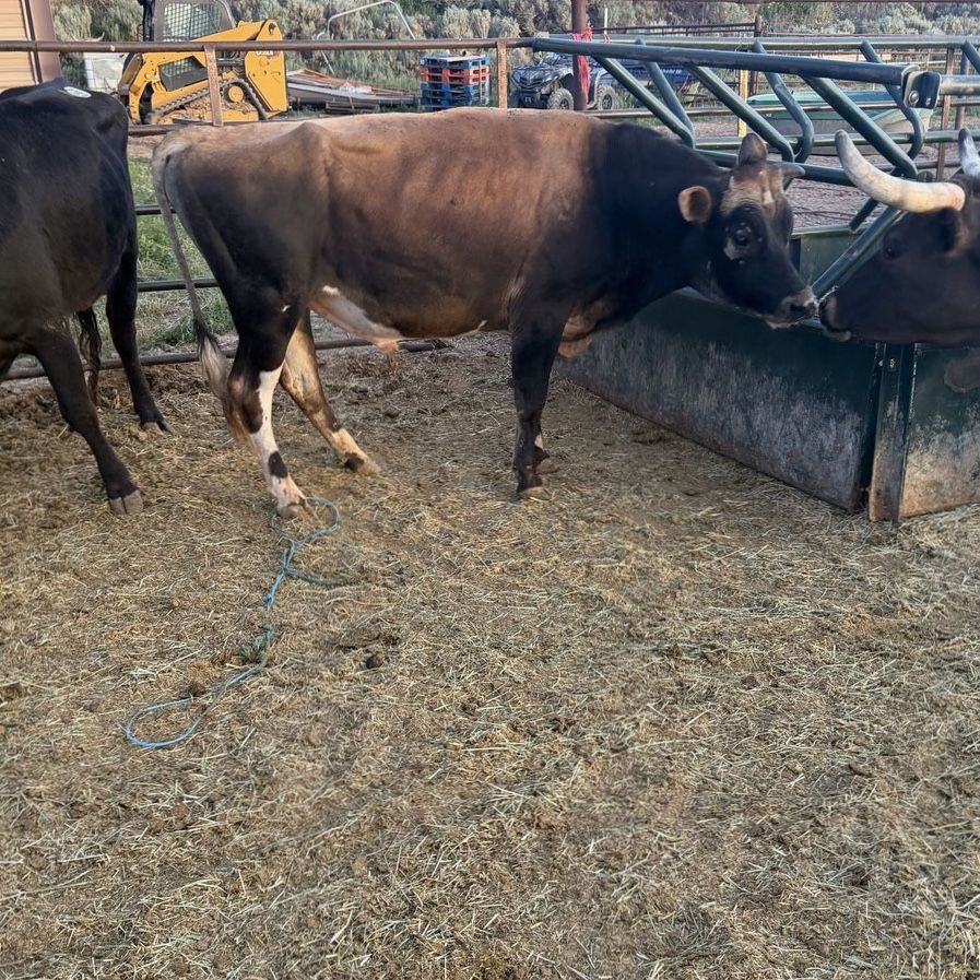 Jersey bull