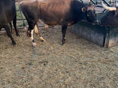 Jersey bull