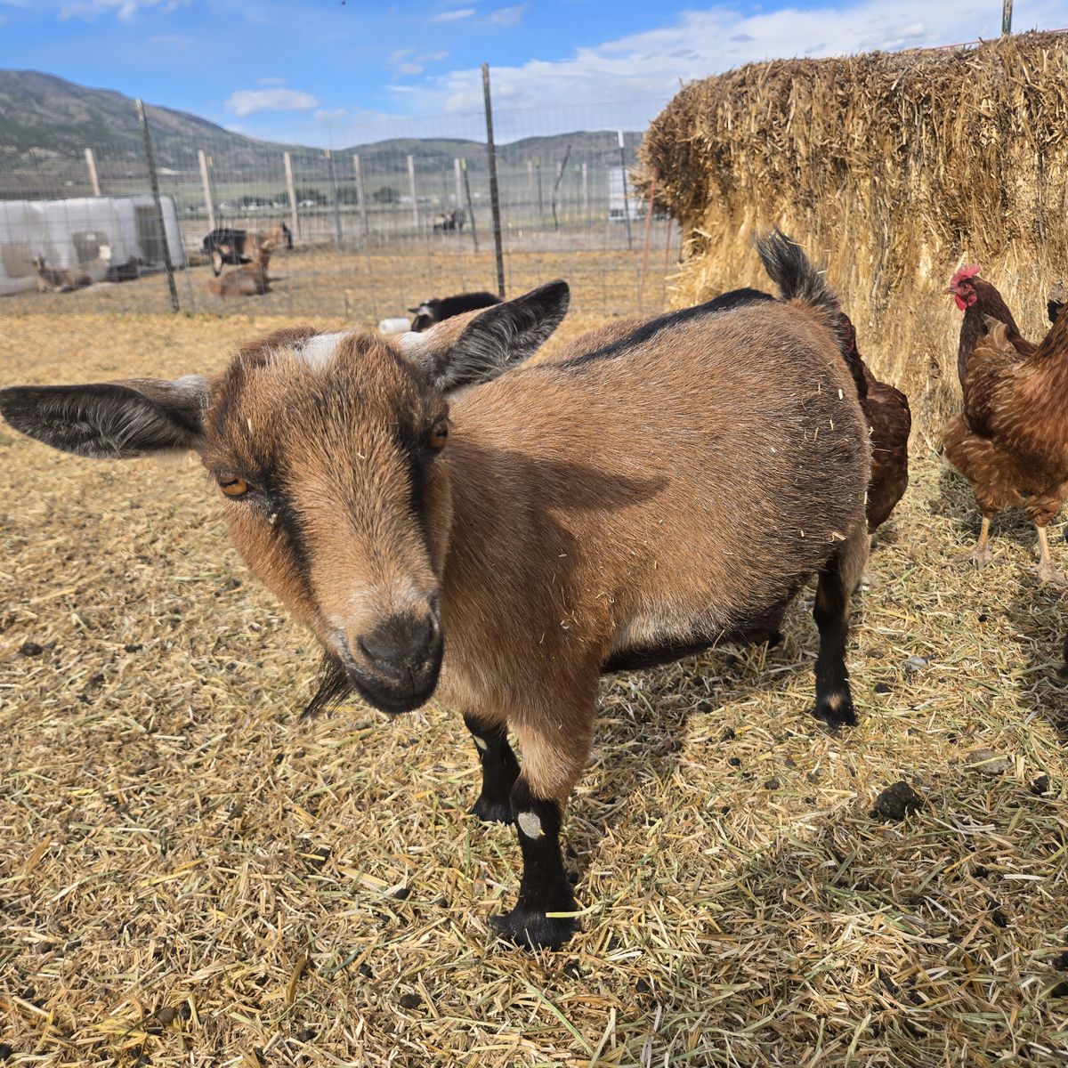 Nigerian Dwarf Doe – Pregnant & Ready for a New Home