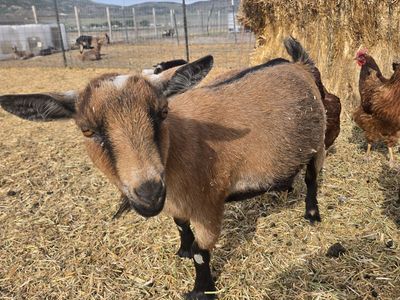 Nigerian Dwarf Doe – Pregnant & Ready for a New Home