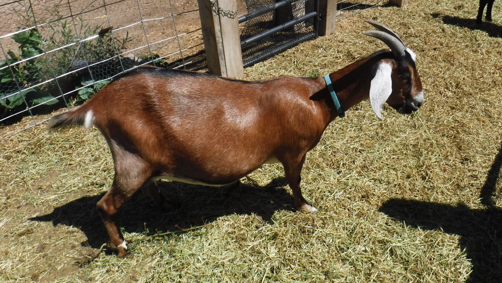 Alpine / Nubian mix one year old dairy milk goat  $375