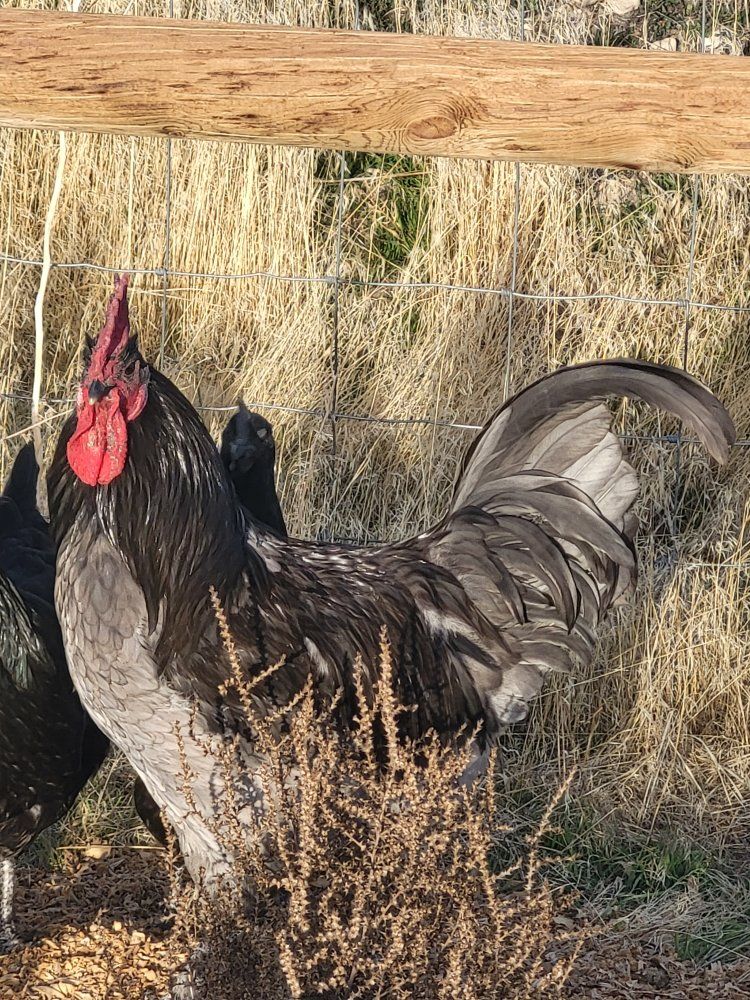 Free Roosters