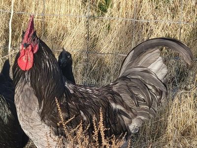 Free Roosters