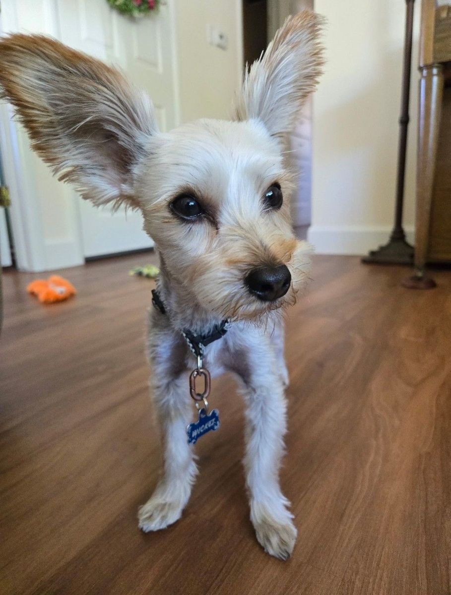 Yorkie mix male