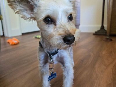 Yorkie mix male