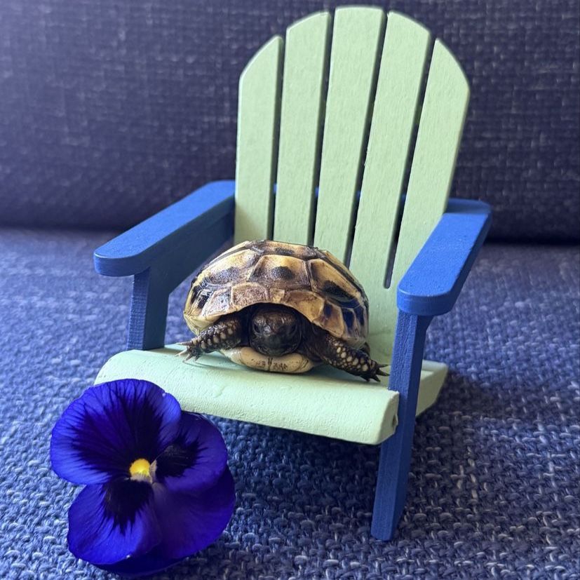 Baby Hermann’s Tortoise AND converted cabinet