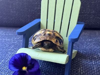 Baby Hermann’s Tortoise AND converted cabinet