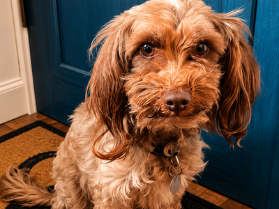 Rehoming sweet female cockapoo