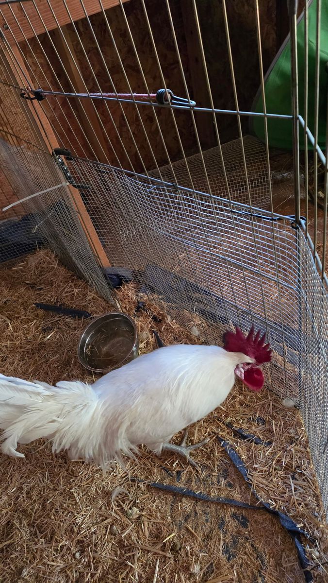 Large rooster, 1 year old