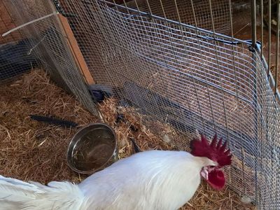 Large rooster, 1 year old