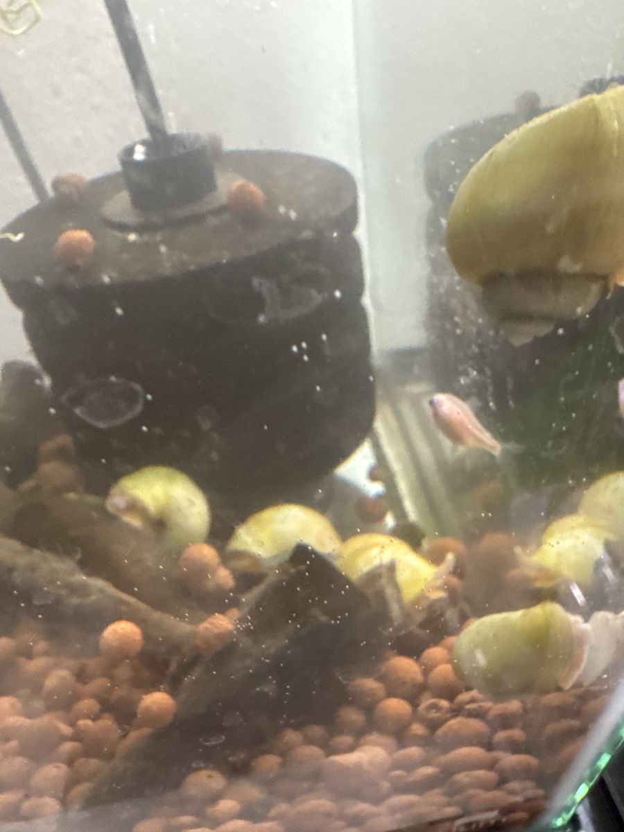 Ivory snails