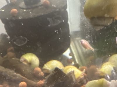 Ivory snails