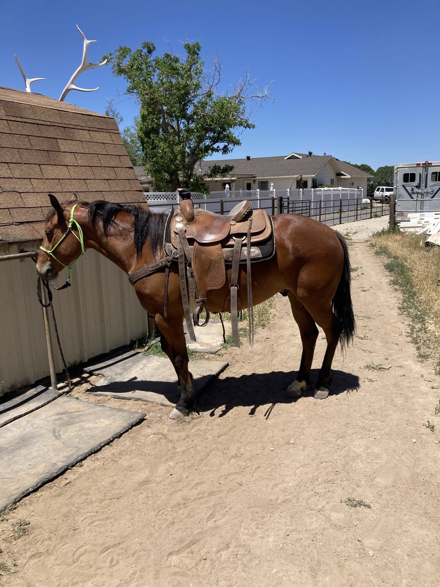 4 Year Old AQHA Bay Gelding