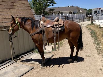 4 Year Old AQHA Bay Gelding