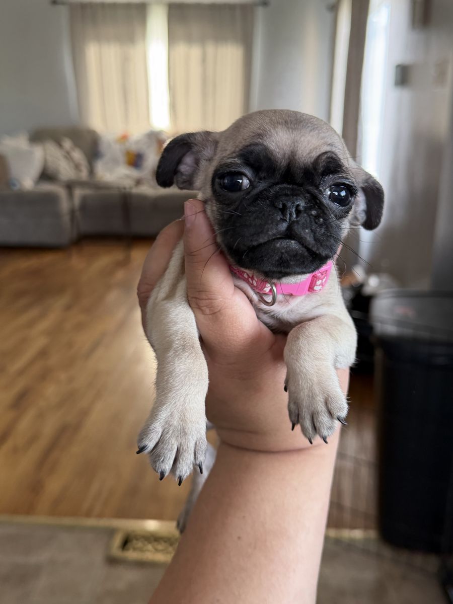 Pug Girl