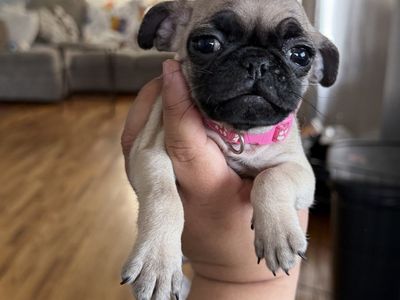 Pug Girl