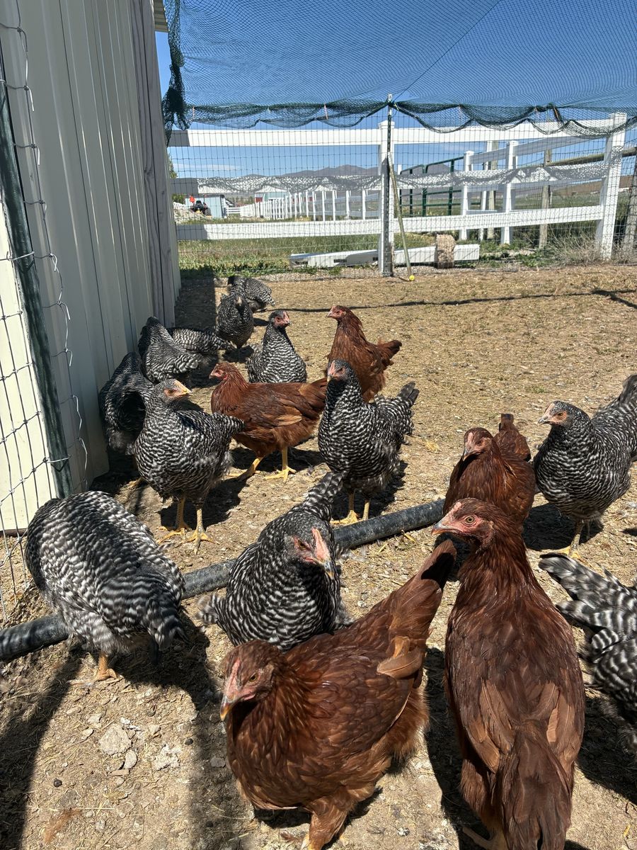 3 month old hens