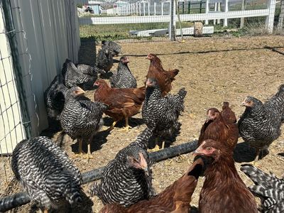 3 month old hens