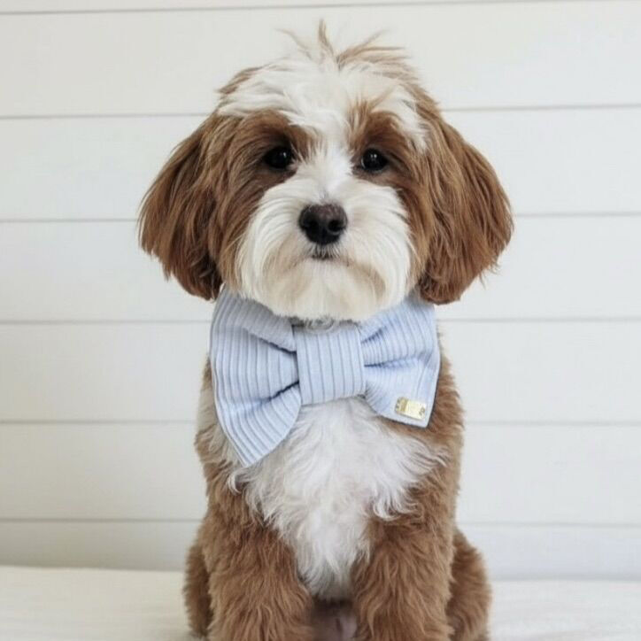 100% Clear Bb 7lb Micro Goldendoodle Stud