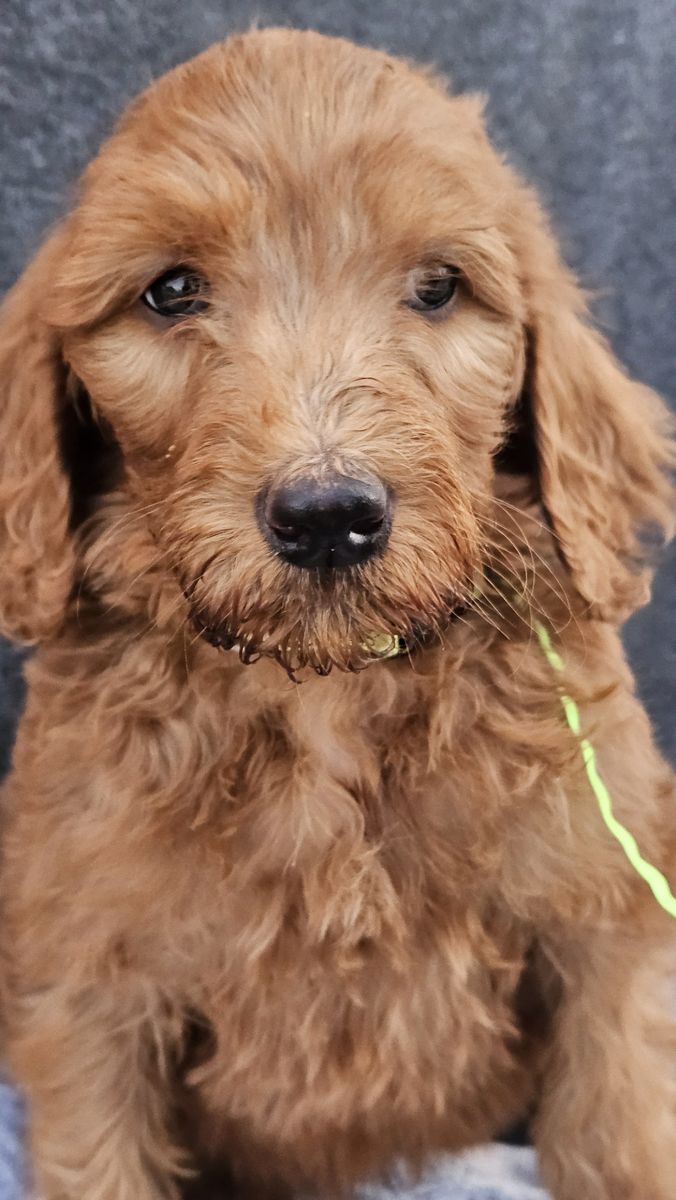 Red goldendoodles  standard + 1 Micro/Mini F1BB HYPOALLERGENIC ready TODAY!