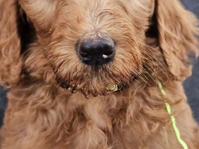 Red goldendoodles standard + 1 Micro/Mini F1BB HYPOALLERGENIC ready TODAY!