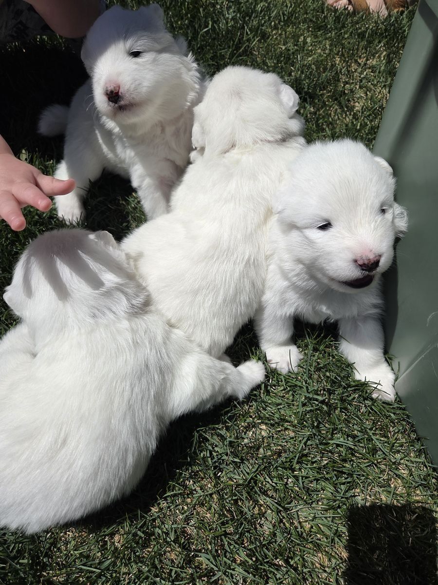 AKC Samoyed Puppies