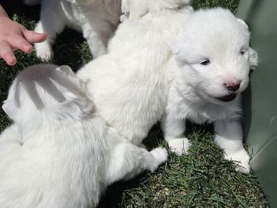 AKC Samoyed Puppies