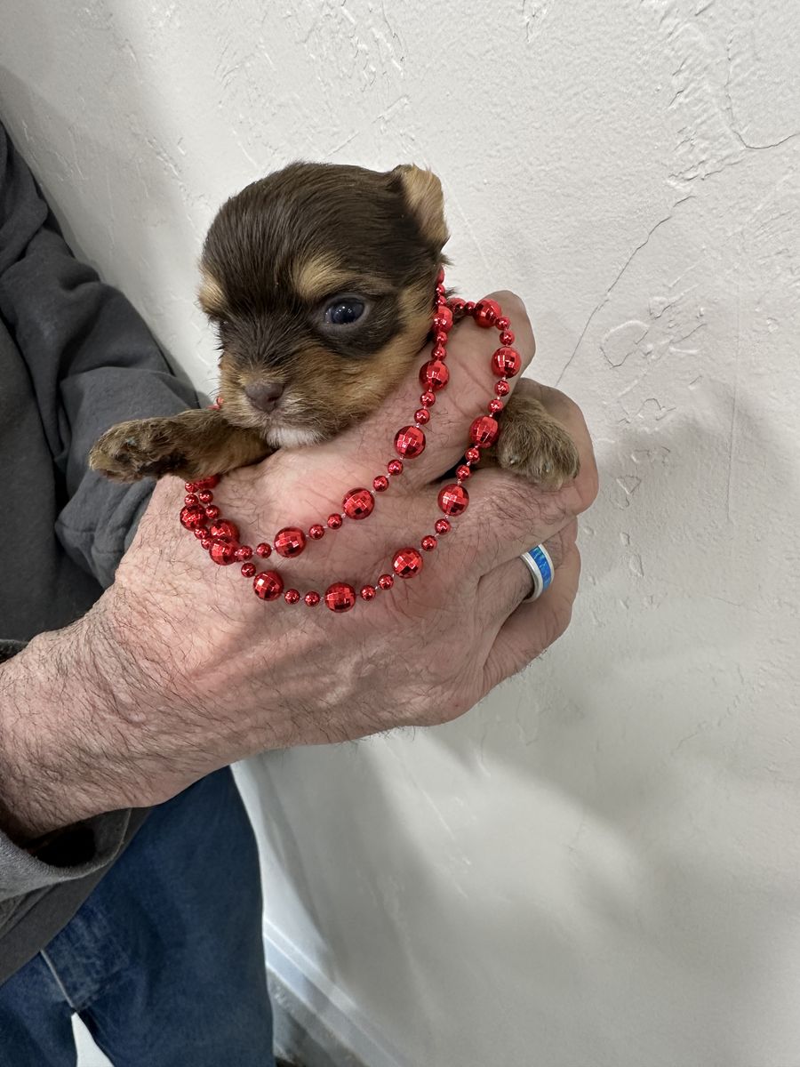 Yorkie-Chocolate Male