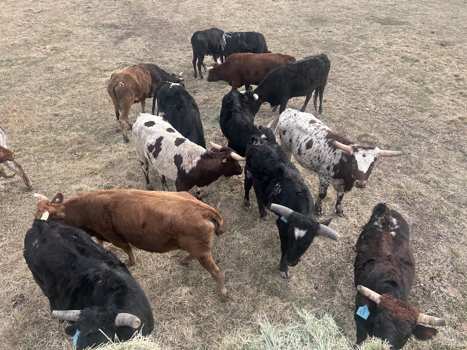 Roping Steers Used And Fresh
