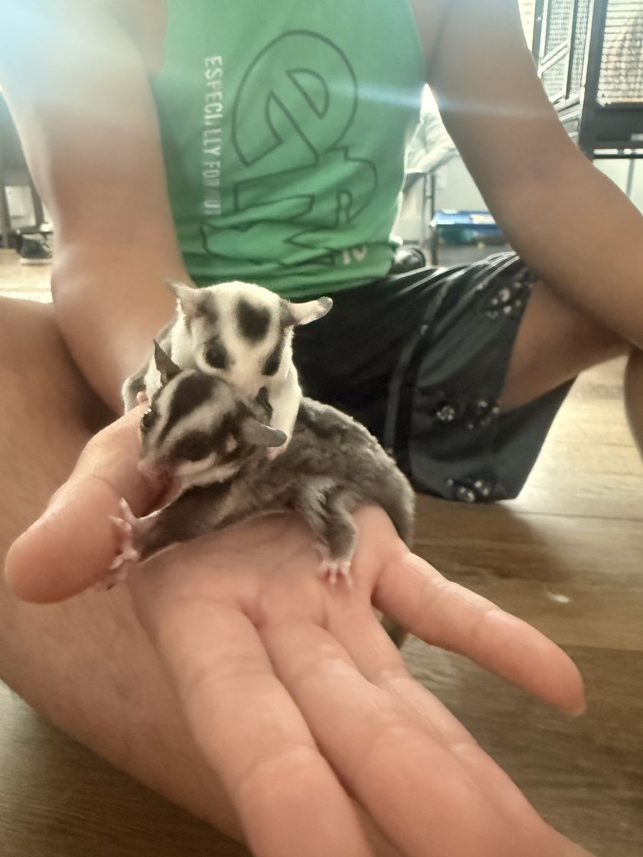 Baby (Joey) Female Sugar Gliders - Bonded Sisters, Ready Aug 29