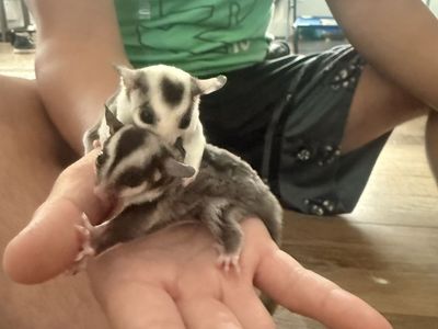 Baby (Joey) Female Sugar Gliders - Bonded Sisters, Ready Aug 29
