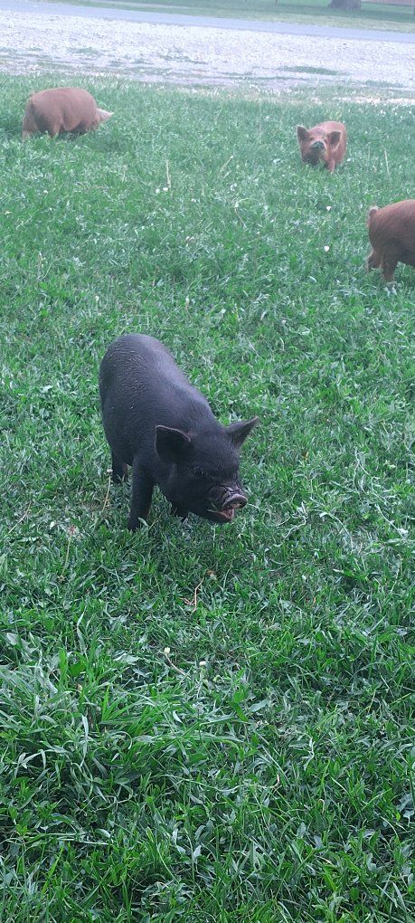 PARADISE FAMILY PIGS