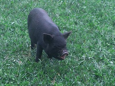 PARADISE FAMILY PIGS