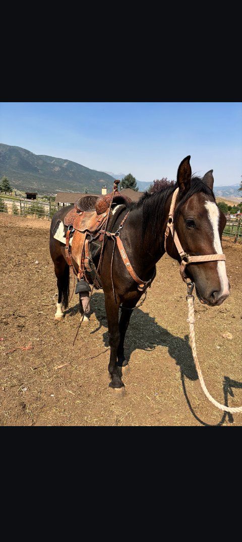 3-4 year old mare