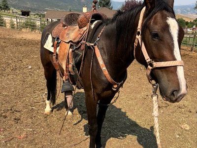 3-4 year old mare