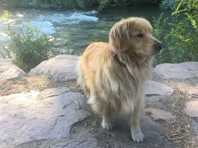 Golden retriever